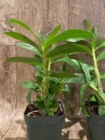 Dendrobbium secundum (3” pot) - Image 5