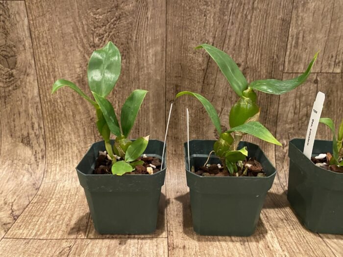 Dendrobbium sulcatum (3” pot) - Image 2