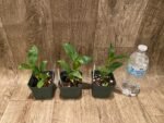 Dendrobbium sulcatum (3” pot) - Image 4