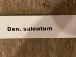 Dendrobbium sulcatum (3” pot) - Image 6