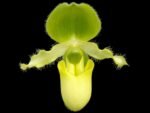 Paphiopedilum primulinum album × si
