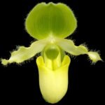 Paphiopedilum primulinum album × si