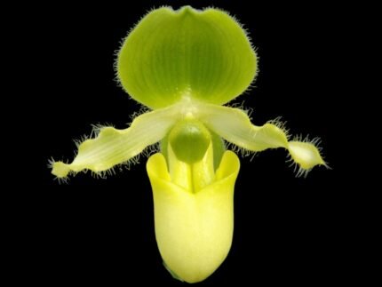Paphiopedilum primulinum album × si