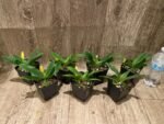 Paphiopedilum primulinum album × sib Sequential Blooming (3.5” pot) - Image 4