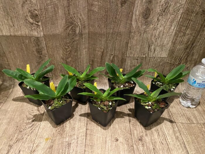 Paphiopedilum primulinum album × sib Sequential Blooming (3.5” pot) - Image 4