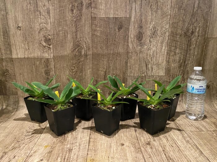 Paphiopedilum primulinum album × sib Sequential Blooming (3.5” pot) - Image 5