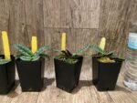 Paphiopedilum myanmaricum × sib (2” pot) - Image 3