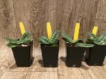 Paphiopedilum myanmaricum × sib (2” pot) - Image 2