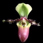 Paphiopedilum victoria-mariae (2.25” pot)