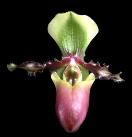 Paphiopedilum victoria-mariae (2.25” pot)