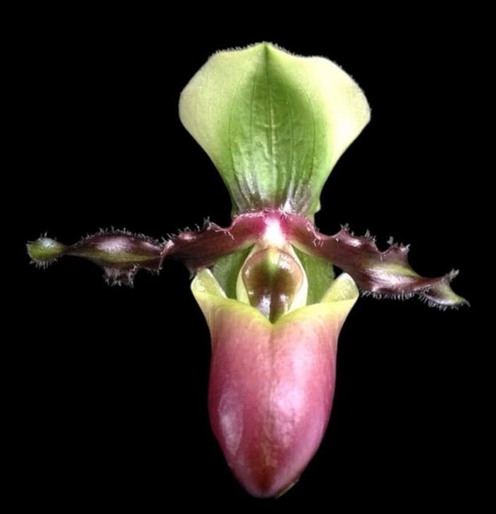 Paphiopedilum victoria-mariae (2.25” pot) - Image 1