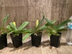 Paphiopedilum victoria-mariae (2.25” pot) - Image 2