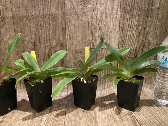 Paphiopedilum victoria-mariae (2.25” pot) - Image 2
