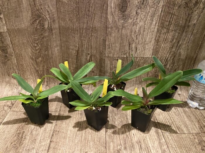 Paphiopedilum victoria-mariae (2.25” pot) - Image 4
