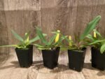 Paphiopedilum victoria-mariae (2.25” pot) - Image 3