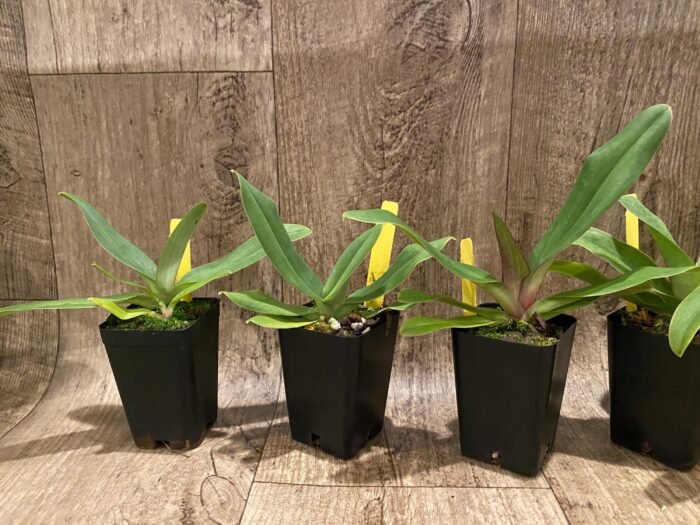 Paphiopedilum victoria-mariae (2.25” pot) - Image 3