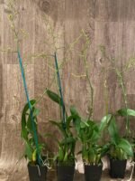 Double Tall Spikes - Oncidium Sweet Sugar 'Lemon Drop' HCC/AOS  (3.5” Pot) - Image 5