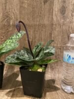 In Spike Paph. Hsinying Magic Leopard '#1' × Paph. Mem. Serafin Perez 'Christmas' (3.5” pot) - Image 8