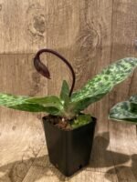 In Spike Paph. Hsinying Magic Leopard '#1' × Paph. Mem. Serafin Perez 'Christmas' (3.5” pot) - Image 7