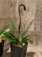 In Spike Paph. Mem. Gerhard Conrad 'Holidays' x Paph. Danielle Comeaux 'Vino' (3.5” pot) - Image 6