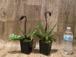 In Spike Paph. Mem. Gerhard Conrad 'Holidays' x Paph. Danielle Comeaux 'Vino' (3.5” pot) - Image 3