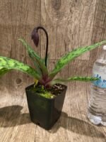 In Spike Paph. Mem. Serafin Ferez 'Christmas' × Paph. Hsinying Macasar '#1' (3.5” pot) - Image 6