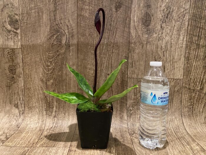 In Spike Paph. Hilo Rainbow 'Bold Spots' × Paph. Mem. Gerhard Conrad 'Ruby Image' (3.5” pot) - Image 4
