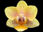 Phalaenopsis I-Hsin Skittles