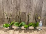 Double Spikes Phalaenopsis I-Hsin Skittles (3” Pot) - Image 7