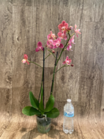 Rare Phalaenopsis Large I-Hsin Fantasist I Spike Peloric 1 Spike Normal Bloom (4.5" pot) - Image 8