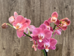 Rare Phalaenopsis Large I-Hsin Fantasist I Spike Peloric 1 Spike Normal Bloom (4.5" pot) - Image 5