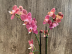 Rare Phalaenopsis Large I-Hsin Fantasist I Spike Peloric 1 Spike Normal Bloom (4.5" pot) - Image 6