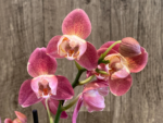 Rare Phalaenopsis Large I-Hsin Fantasist I Spike Peloric 1 Spike Normal Bloom (4.5" pot) - Image 7