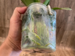 Rare Phalaenopsis Large I-Hsin Fantasist I Spike Peloric 1 Spike Normal Bloom (4.5" pot) - Image 11