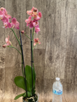 Rare Phalaenopsis Large I-Hsin Fantasist I Spike Peloric 1 Spike Normal Bloom (4.5" pot) - Image 9