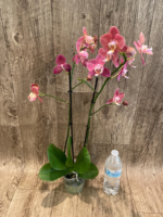 Rare Phalaenopsis Large I-Hsin Fantasist I Spike Peloric 1 Spike Normal Bloom (4.5" pot) - Image 10