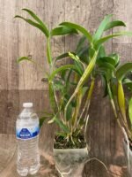 Den. Royal Chip 'White Snow' × Den. Nora Tokunaga (3.5”  pot) - Image 6