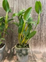 Den. Royal Chip 'White Snow' × Den. Nora Tokunaga (3.5”  pot) - Image 8