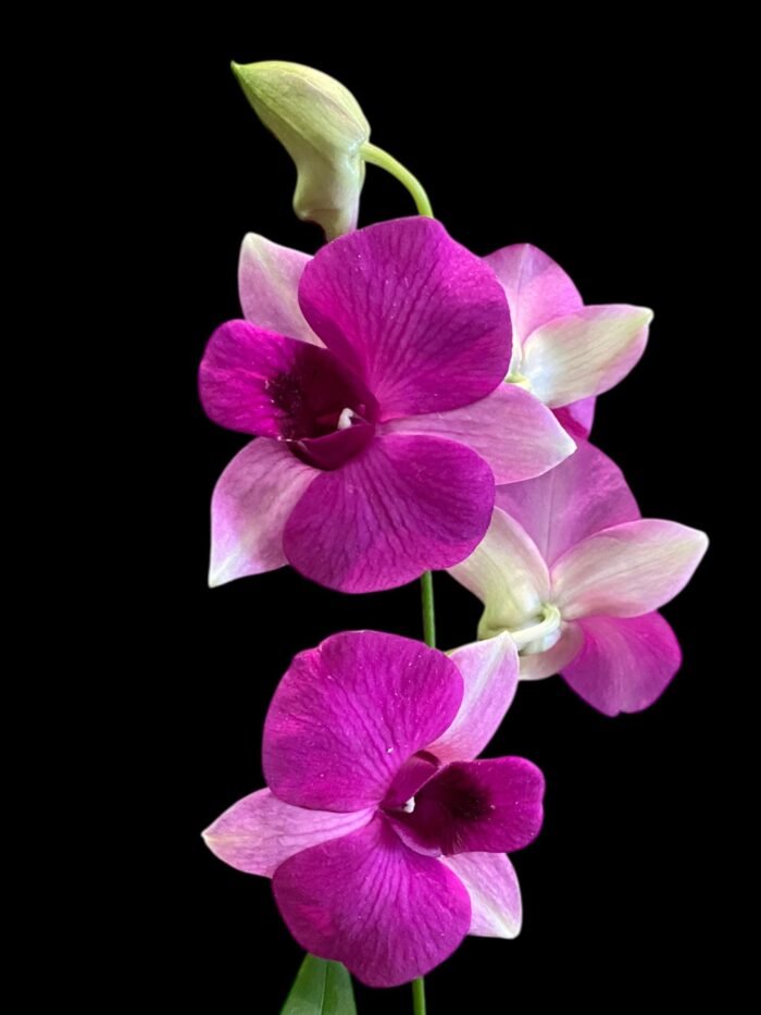 Dendrobium Kitty Pink (3.5” pot) - Image 5