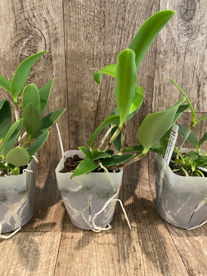 Cattleya Lacey Michelle Matherne (C. tigrina v. alba x aclandiae v. alba) (3.5” pot) - Image 3