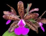 Cattleya Lacey Michelle Matherne