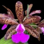 Cattleya Lacey Michelle Matherne