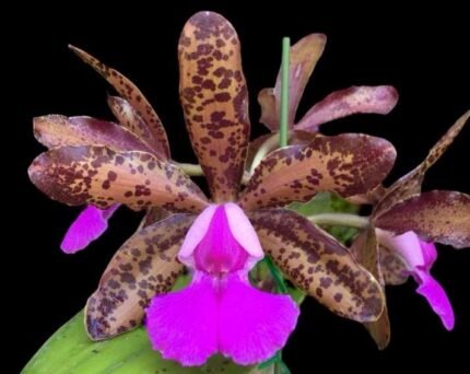Cattleya Lacey Michelle Matherne