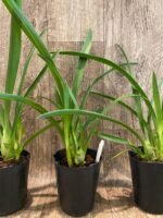 Cymbidium Little Black Sambo 'Black Magic' (4” Pot) - Image 6