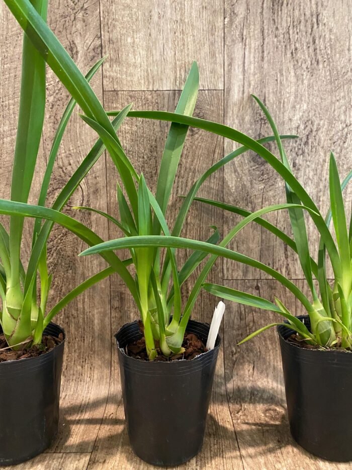 Cymbidium Little Black Sambo 'Black Magic' (4” Pot) - Image 6