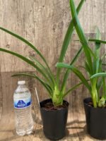 Cymbidium Little Black Sambo 'Black Magic' (4” Pot) - Image 5