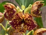 Double Spikes Cycnoches The Grinch 'Big Spot' Cyc herrenhusanum 'Golden Shower' AM/AOS Rare Color (2.5” pot) - Image 2