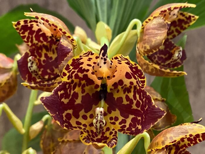 Double  Spikes Cycnoches The Grinch 'Big Spot'   Cyc  herrenhusanum 'Golden Shower' AM/AOS  Rare Color (2.5” pot) - Image 2