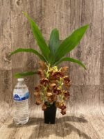Double Spikes Cycnoches The Grinch 'Big Spot' Cyc herrenhusanum 'Golden Shower' AM/AOS Rare Color (2.5” pot) - Image 5