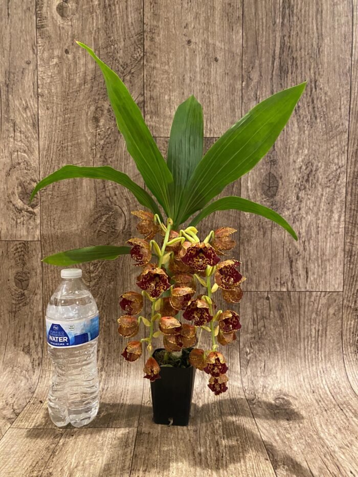 Double  Spikes Cycnoches The Grinch 'Big Spot'   Cyc  herrenhusanum 'Golden Shower' AM/AOS  Rare Color (2.5” pot) - Image 5
